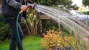 Jak zrobić oprysk na pędraki? 