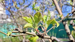 Rozsyp 3 litry wokół jabłoni. Szybko się zazieleni, a owoce będą zdrowe