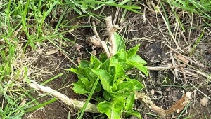 Zbieraj i syp pod hortensję już teraz. Kwiaty będą jak z katalogu