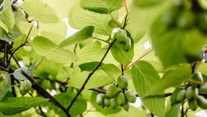 Przytnij aktinidię w tym terminie. Będzie miała mnóstwo smacznych owoców