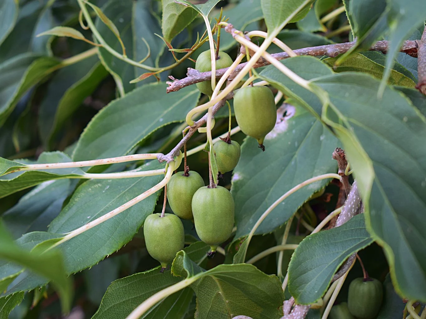 Kilka zielonych owoców aktinidii ostrolistnej wiszących na cienkich gałązkach wśród dużych, lancetowatych liści.