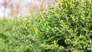 Niebezpieczeństwo żerowania ćmy bukszpanowej rośnie już w marcu.