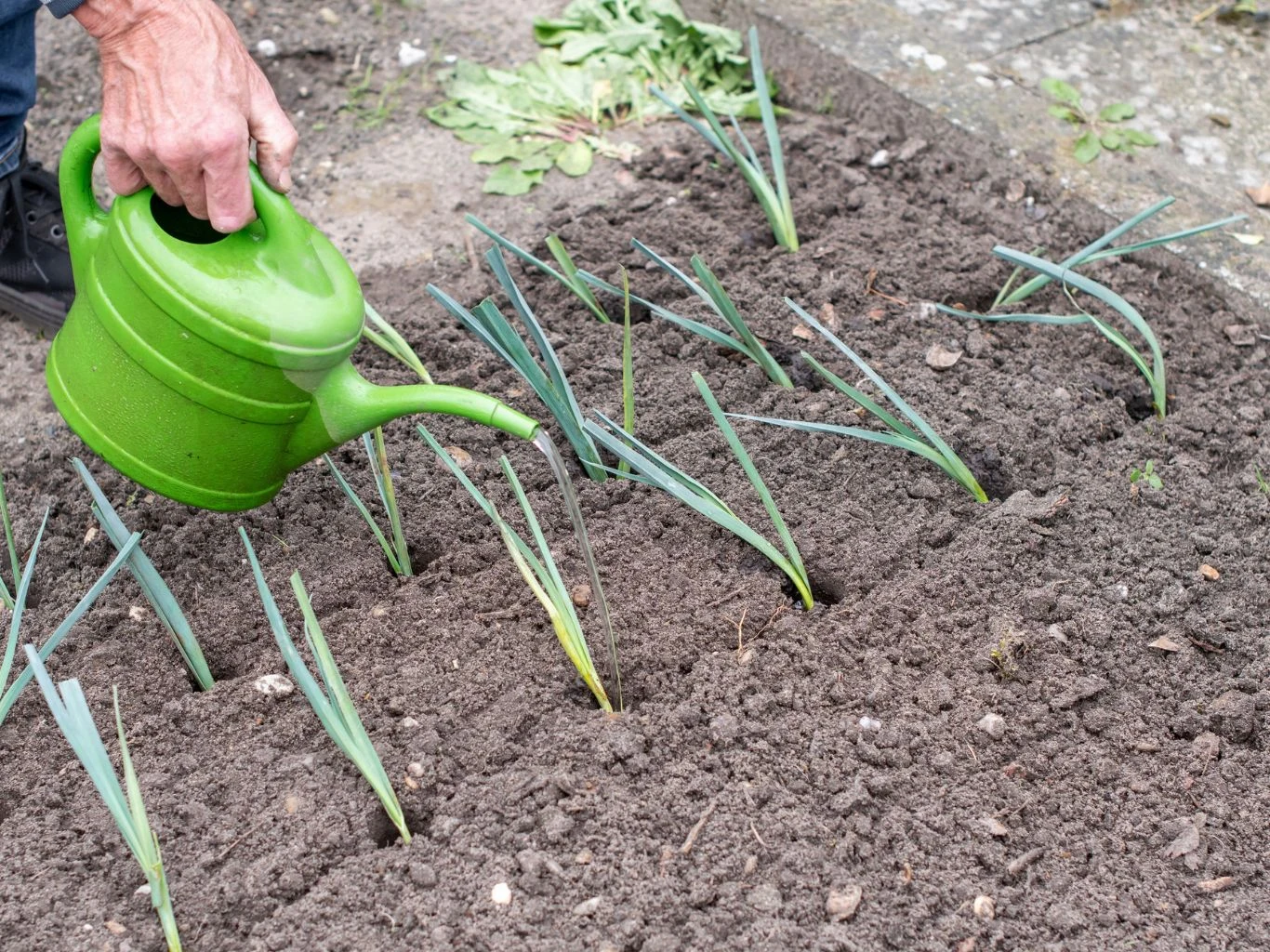 Ręka trzymająca zieloną konewkę podlewa rzędy świeżo posadzonych sadzonek warzyw na starannie przygotowanej grządce ogrodowej.