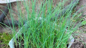 Siewki pora są jak nitki? Zrób jedną rzecz, będą grube jak kciuk i silne