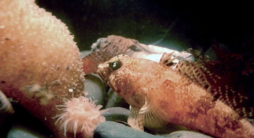 Ryba o brązowo-pomarańczowej łusce z wyraźnie zaznaczonym okiem znajduje się blisko dużego, kolczastego organizmu wodnego oraz małych ukwiałów, leżących na ciemnych kamieniach na dnie akwarium lub naturalnego zbiornika wodnego.