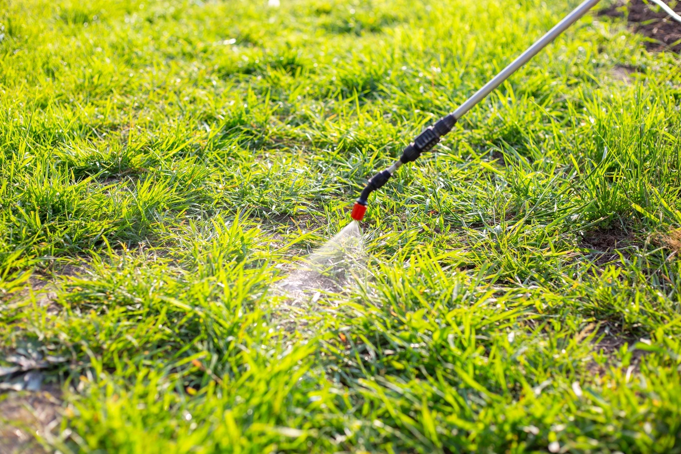 Ręczny opryskiwacz rozprowadza ciecz na zielonej trawie, skupiając się na pielęgnacji trawnika.