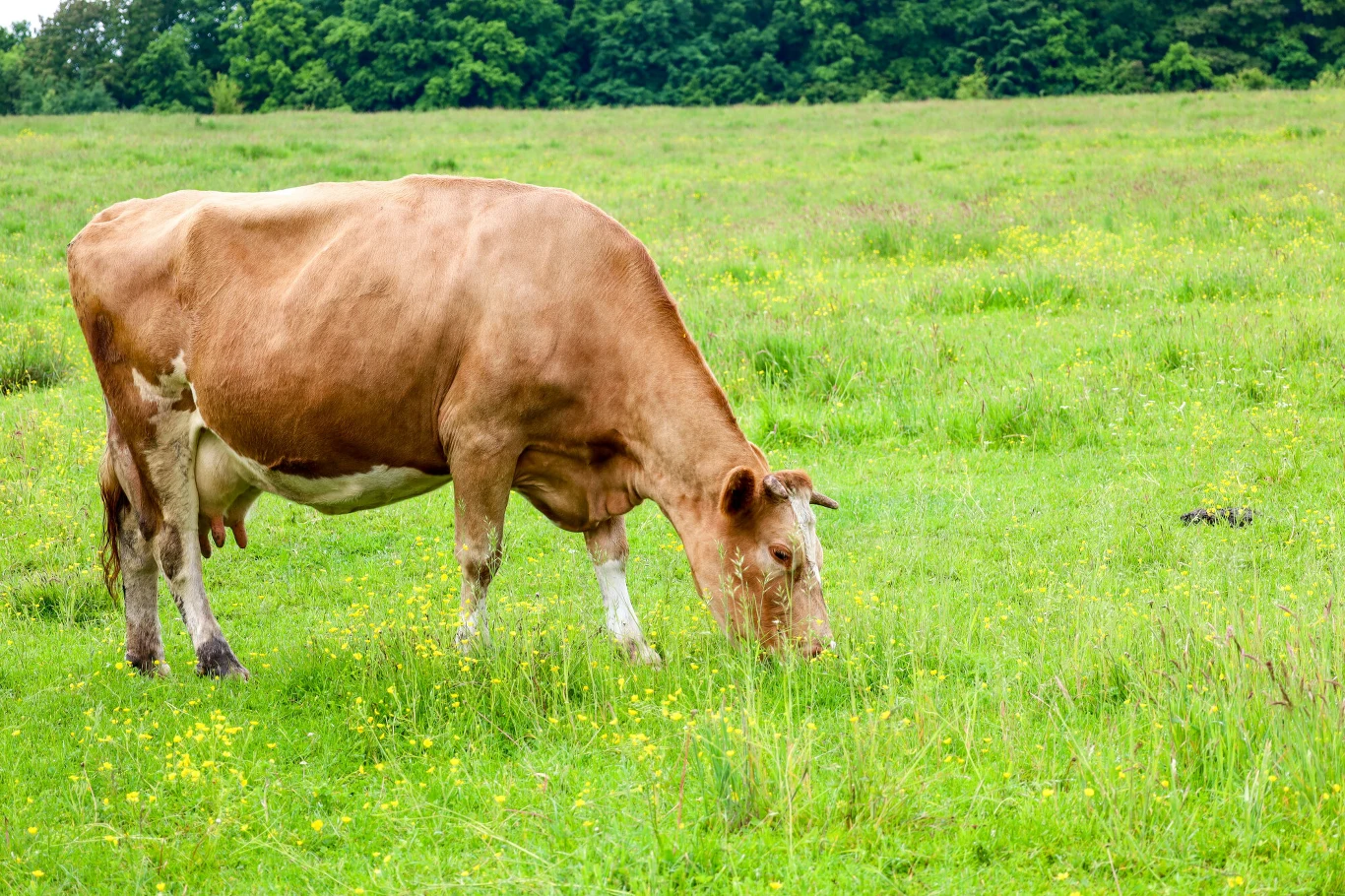 Brązowa krowa spokojnie pasie się na zielonej łące, wokół rośnie niska trawa i żółte kwiaty, w tle gęsty las.