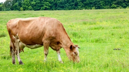 W ciągu 20 lat produkcja wołowiny w krajach Ameryki Południowej doprowadziła do ogromnej skali wylesiania lasów 