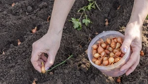 Posadź je przy cebuli. Urośnie dorodna jak po nawozie