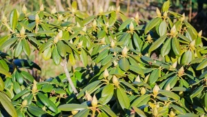 Brązowe plamy na liściach rododendrona? Roślina wysyła ważny sygnał