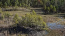 Mała wyspa porośnięta młodymi sosnami otoczona przez podmokły teren z rozproszonymi kępami traw i trzcin, w tle gęsty las iglasty.