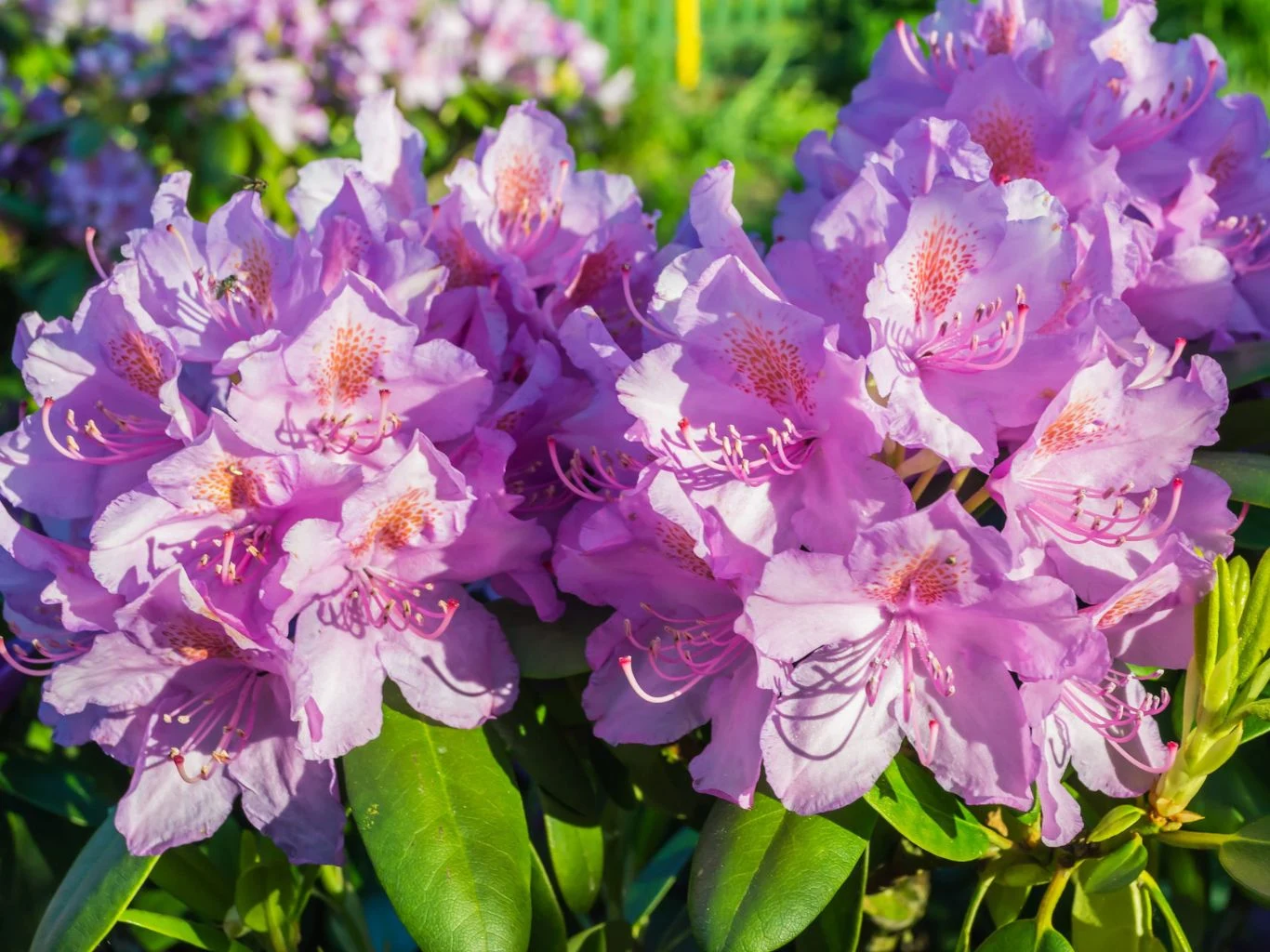 Różowe kwiaty rododendrona w ogrodzie.