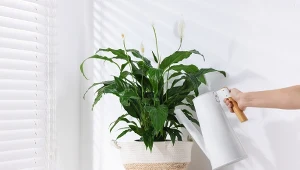 Napar z tej przyprawy wzmocni skrzydłokwiat. Podlej, a obficie zakwitnie