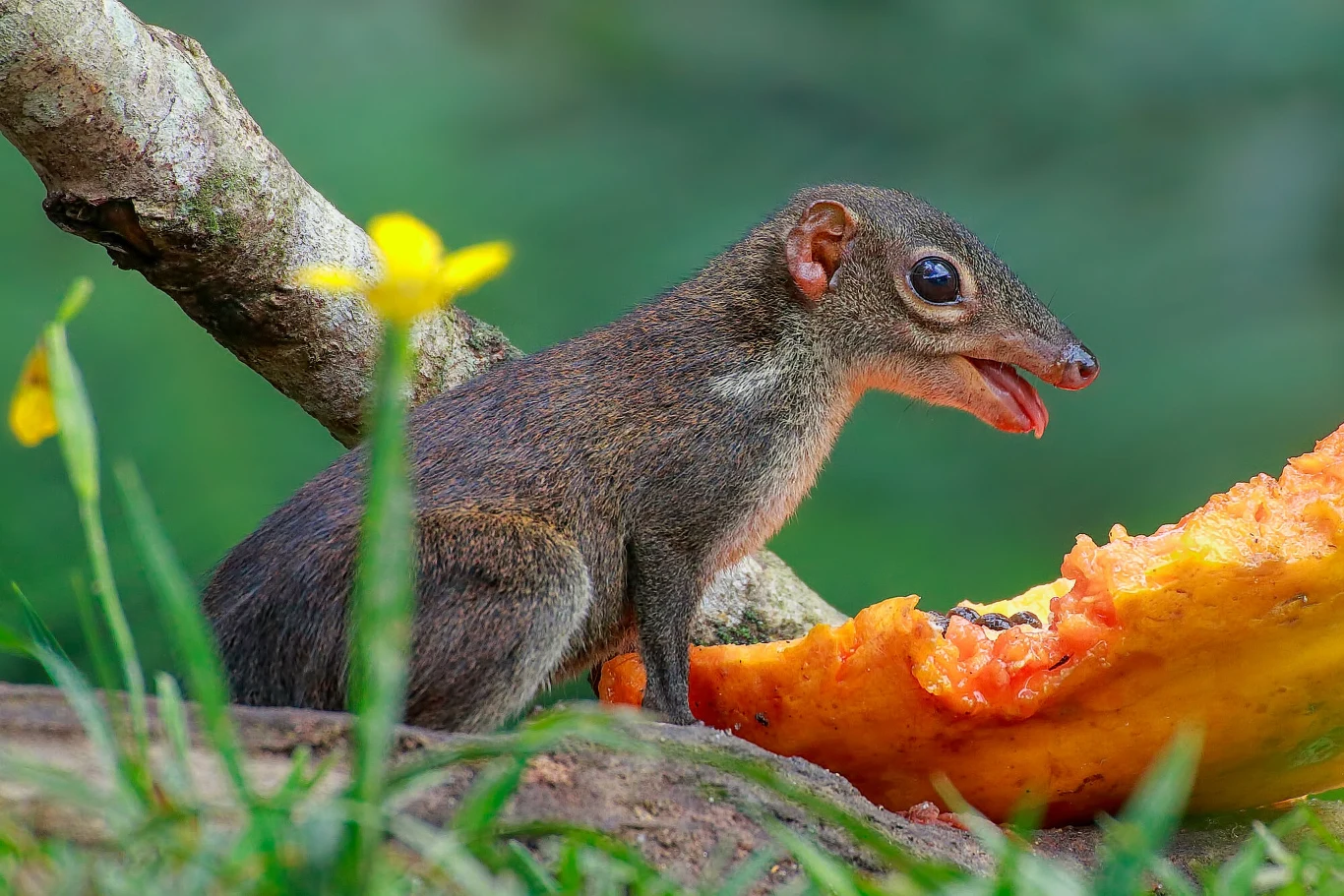 Mały ssak o wydłużonym pyszczku stojący na ziemi obok rozkrojonego owocu, z zielonym, rozmytym tłem i żółtym kwiatkiem widocznym na pierwszym planie.