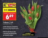 Тюльпан Biedronka