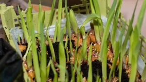 Ma być tegorocznym królem ogrodu. Posadź te odmiany, są nieziemskie