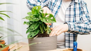 Włóż do doniczki a odstraszysz szkodniki. Ziemiórki nie mają szans 