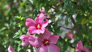 Ten zabieg decyduje o kwitnieniu hibiskusa. Marzec to idealny czas