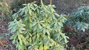 Tabletkę rozpuść w litrze wody i podlewaj rododendrona. Będzie zachwycał