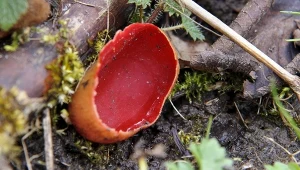 Przypomina miskę na deszczówkę. Smaczny grzyb pojawia się w marcu