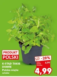 М'ята K-Stąd Takie Dobre