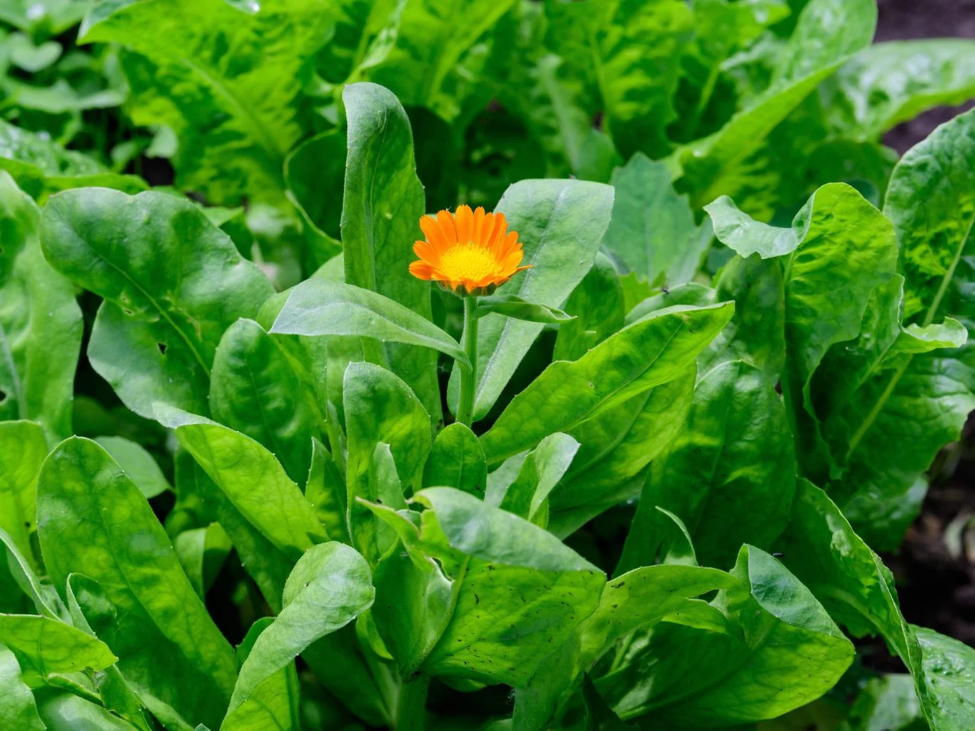 Pomarańczowy kwiat nagietka wyróżniający się wśród gęstych, zielonych liści roślin ogrodowych.