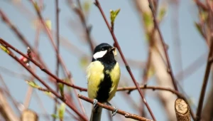 Nie wyrzucaj, tylko włóż do karmnika. Teraz ptaki potrzebują najbardziej
