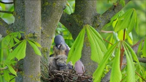 Niedługo przyjdą na świat pokolenia ptaków