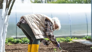 Wysiej tam, gdzie będą rosły pomidory i cukinia. Działa jak ochroniarz 