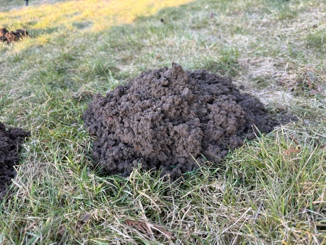 Świeże kretowisko z luźnej, ciemnej ziemi na zielonej trawie.