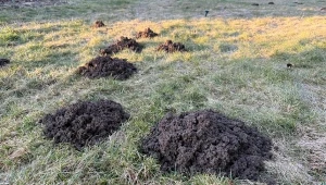 Oryginalny sposób na pozbycie się kretów z ogrodu