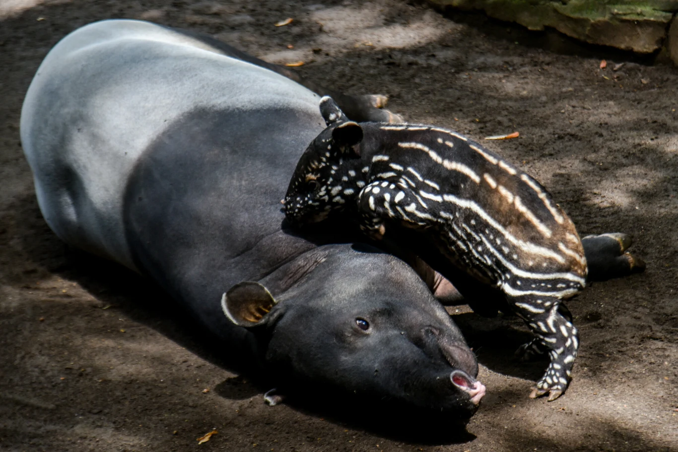 Dorosły tapir malajski leżący na ziemi z młodym tapirem o brązowej sierści pokrytej białymi paskami, który wspina się na jego głowę.