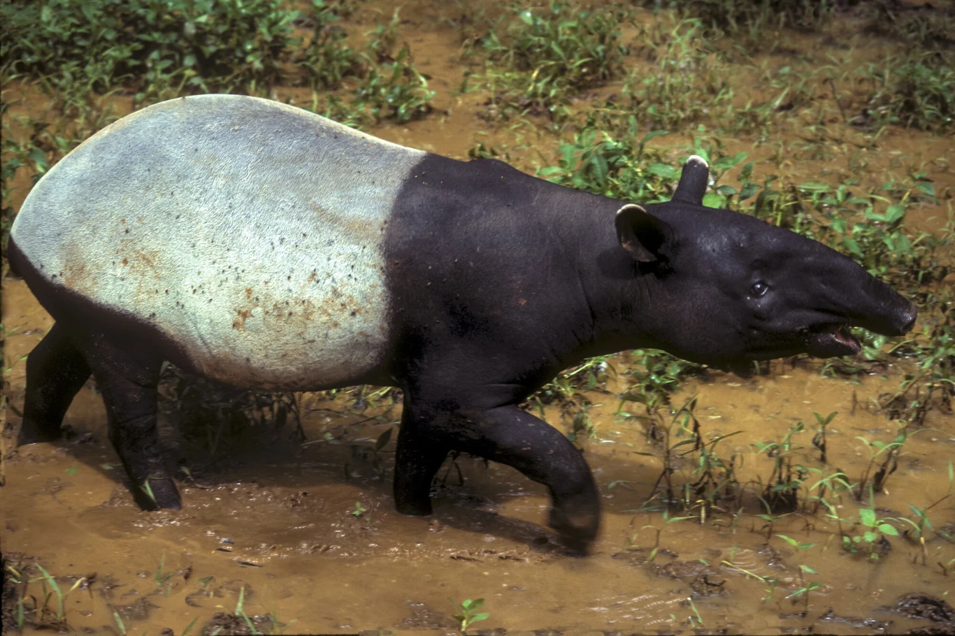 Tapirowi malajskiemu o charakterystycznym, dwubarwnym ubarwieniu ciała, z jasnoszarą grzbietową częścią i czarną głową oraz kończynami, brodzącemu w błotnistej wodzie pośród zielonych roślin.