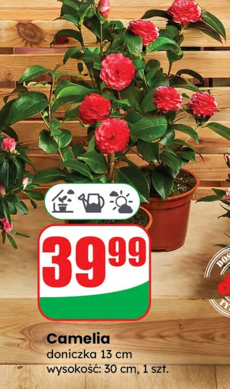 Рослина в горщику