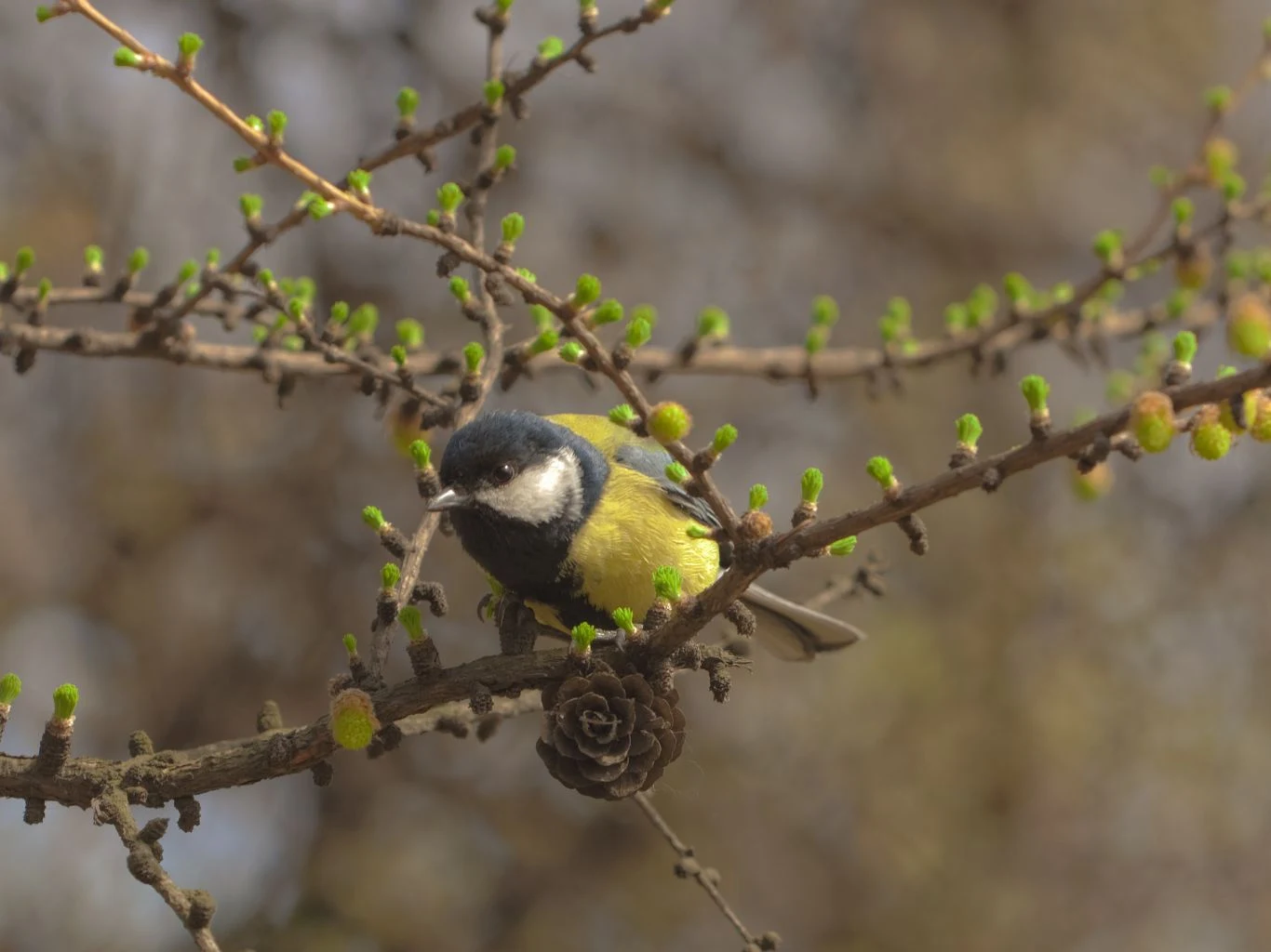 Sikora bogatka siedząca na gałęzi modrzewia wiosną.