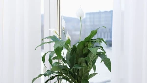 Weź z kuchni i zalej wodą. To najlepszy oprysk nie tylko na mszyce