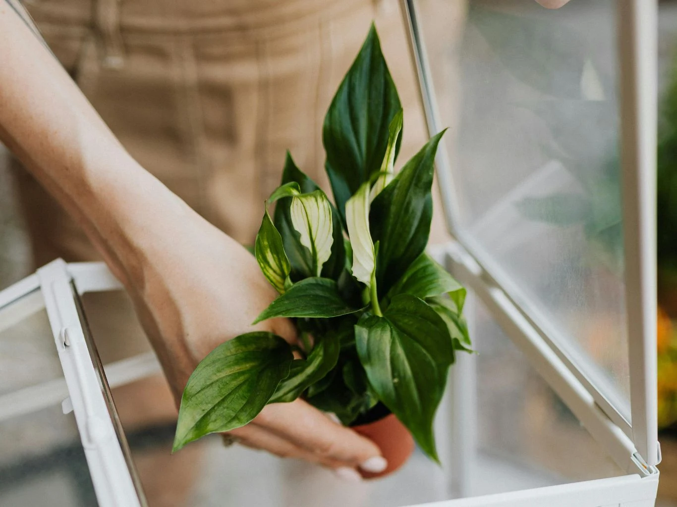 Młody skrzydłokwiat w doniczce.