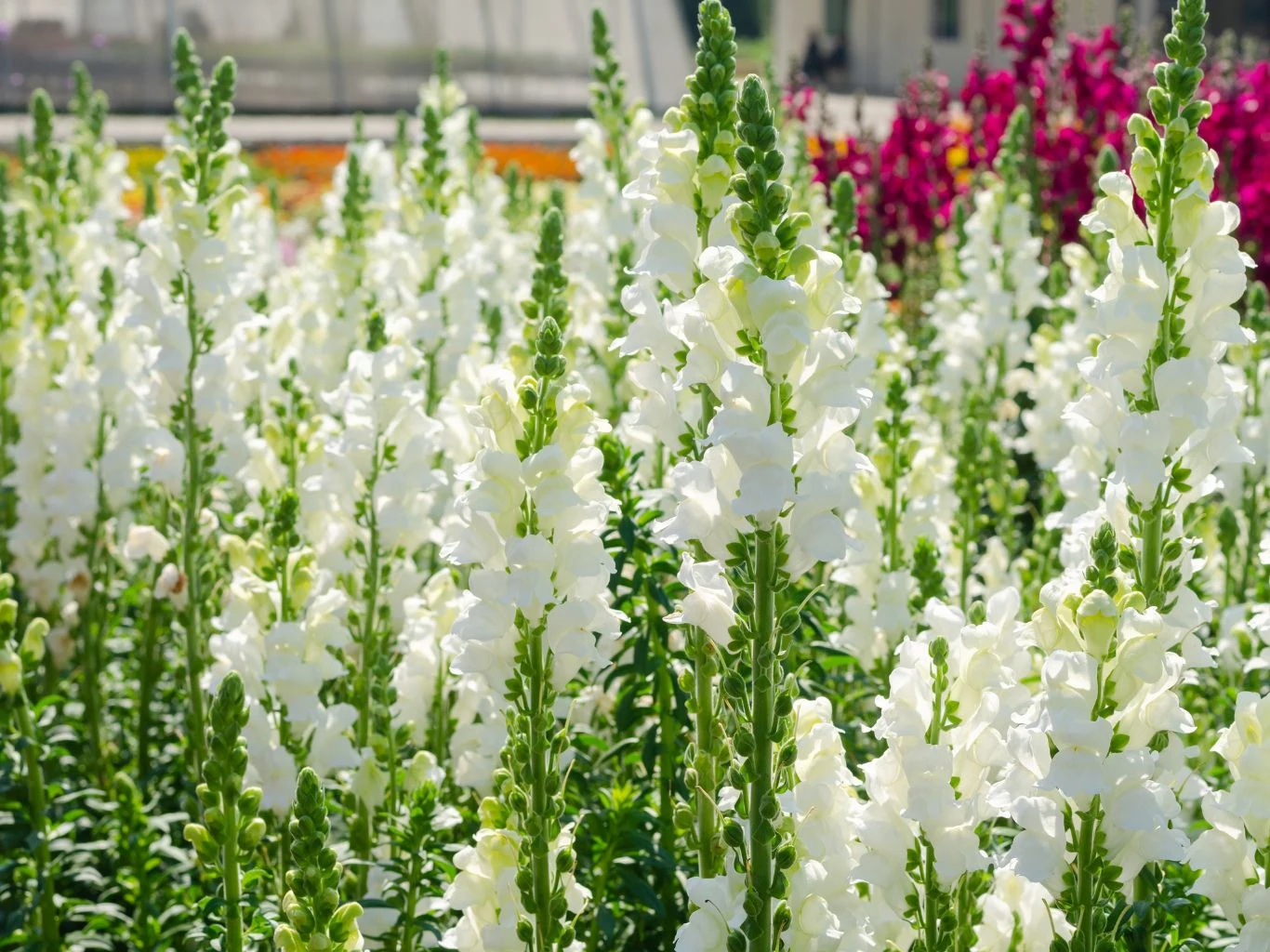 Lwia paszcza o białym kolorze kwiatów.