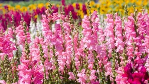 Pięknie kwitnie do pierwszych przymrozków. Jest prościutka w uprawie 