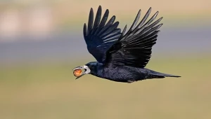 Liczba gawronów w całej Europie dramatycznie spada