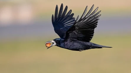 Liczba gawronów w całej Europie dramatycznie spada