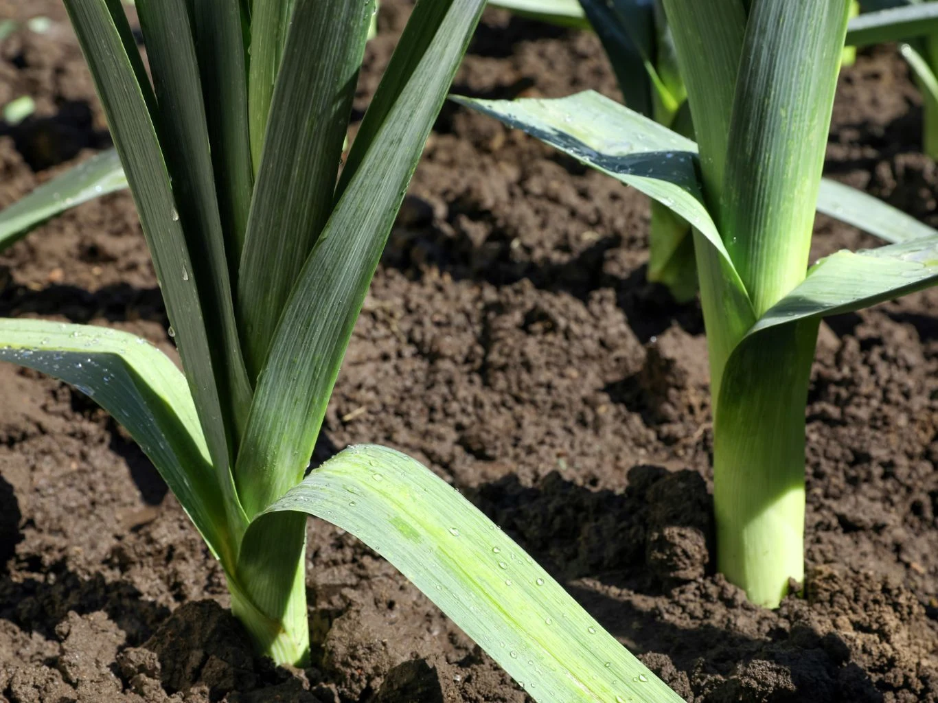 Co zrobić, żeby z sadzonek pora wyrosły duże, grube warzywa? Liście młodych porów rosnące w skupiskach na ciemnej, wilgotnej glebie ogrodowej.
