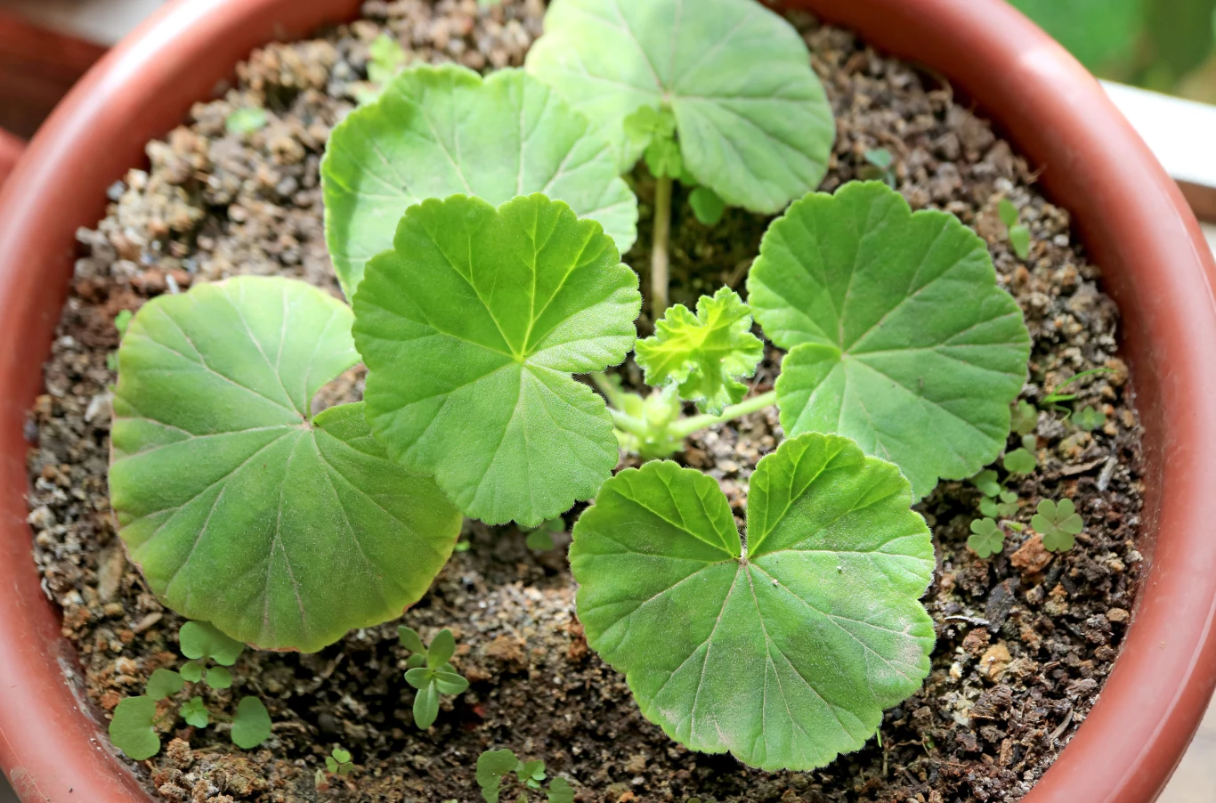 Doniczka wypełniona ziemią, w której rośnie młoda roślina o dużych, okrągłych, zielonych liściach.
