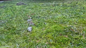 Metoda "top dressing" na mech. Trawnik znów będzie jak zielony dywan