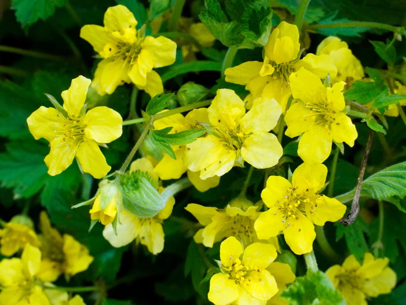 Żółte kwiaty o pięciu płatkach otoczone zielonymi liśćmi, skupione na gęstych łodygach.