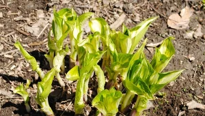 Hosty z roku na rok będą piękniejsze. Tylko nie przegap ważnego momentu
