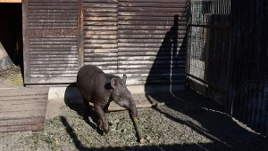 Ten młody tapir anta ma na imię Kotte i trafił do Poznania zer Szwecji