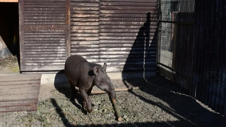 Ten młody tapir anta ma na imię Kotte i trafił do Poznania zer Szwecji
