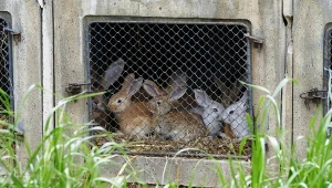 Komisja Europejska zobowiązała się w 2021 r. do rezygnacji ze stosowania klatek w hodowli zwierząt. Historyczny proces miał rozpocząć się w 2027 r.