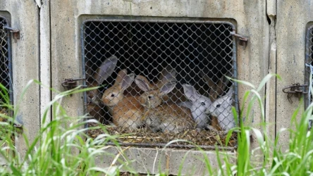 Komisja Europejska zobowiązała się w 2021 r. do rezygnacji ze stosowania klatek w hodowli zwierząt. Historyczny proces miał rozpocząć się w 2027 r.